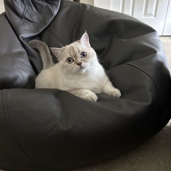 Cats Dogs - Pet Stores Near Me - Manorville, New York