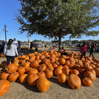 Hall's Pumpkin Farm - Pumpkin Patches Near Me - Grapevine, Texas Hall's Pumpkin Farm - Pumpkin Patches Near Me - Grapevine, Texas