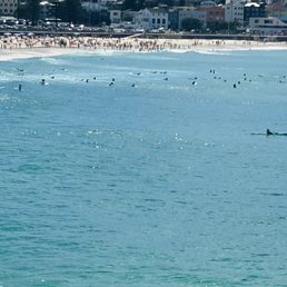 Surfers Surfers