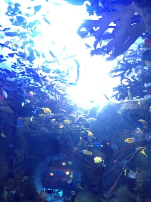 Aquarium Restaurant by null