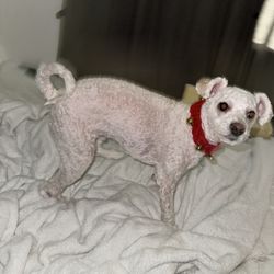 Ana Mia's Dog Grooming