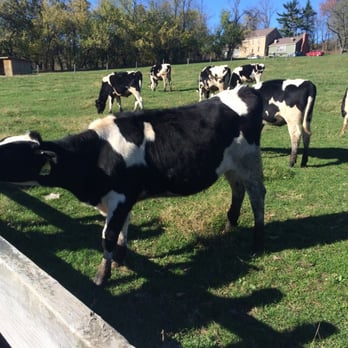 The Spring House - Grazing cows - New American Near Me - Washington, Pennsylvania