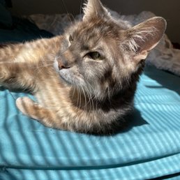 bean enjoying the sun thanks to the pain medication Gateway made for him bean enjoying the sun thanks to the pain medication Gateway made for him