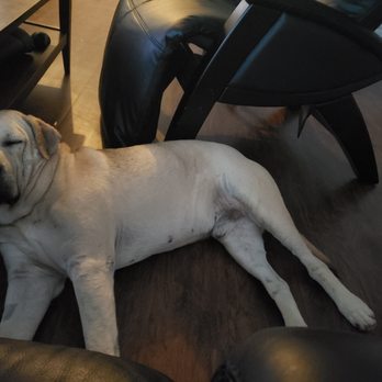 Karma Dog Training - Mah megachonk - Pet Training Near Me
