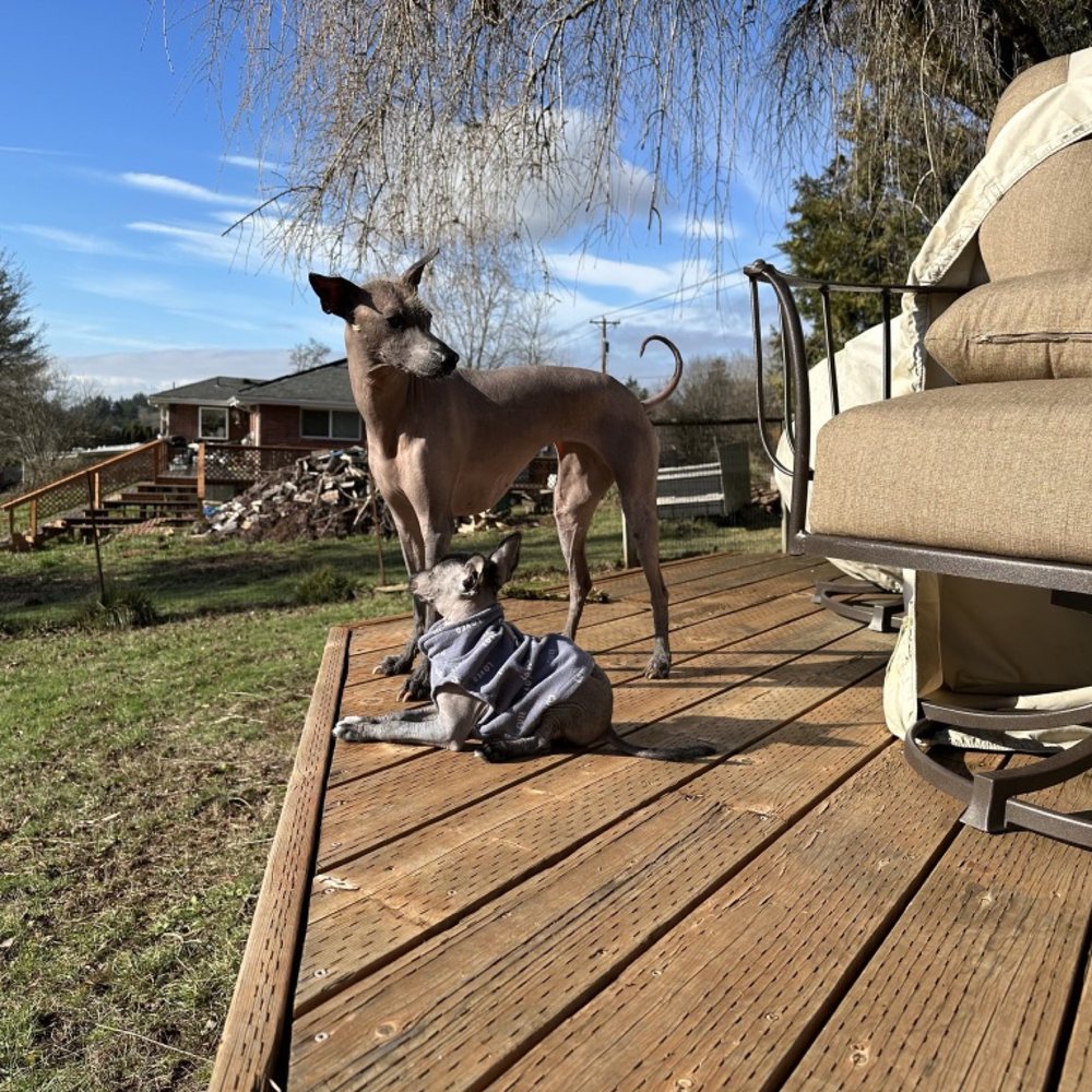 Sage Canines - Pet Training Near Me Sage Canines - Pet Training Near Me
