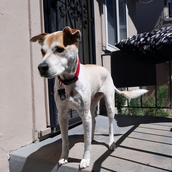 Bark Out Loud - Puppy! - Pet Groomers Near Me - San Diego, California