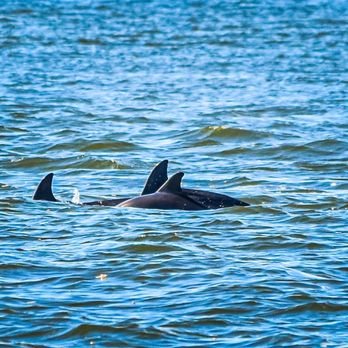 Cameron Ferry - Momma and baby dolphin - Transportation Near Me Cameron Ferry - Momma and baby dolphin - Transportation Near Me