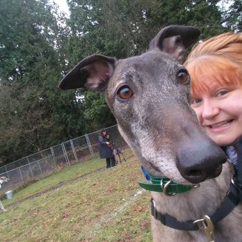 Greyhound Pets - Me and Custer - Pet Adoption Near Me - Woodinville, Washington Greyhound Pets - Me and Custer - Pet Adoption Near Me - Woodinville, Washington