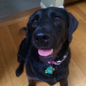 BRB Dog Walking - Sweet Lacey ready for her walk! - Dog Walkers Near Me