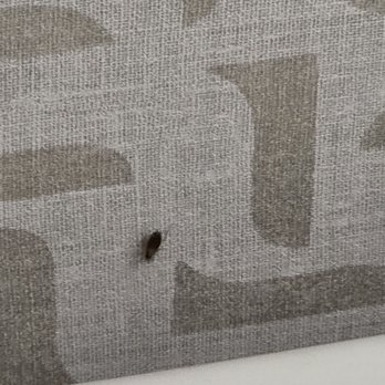 Hampton Inn Livermore - A small cockroach? Carpet beetle? Gross. - Hotels Near Me - Livermore, California