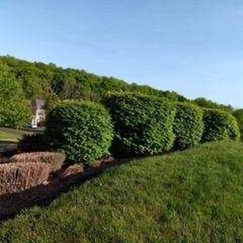Coqui Lansdcaping - Trimming - Landscaping Near Me