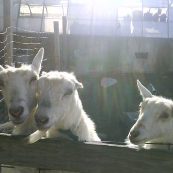 Peach Tree Farms - Friendly goats! - Ice Cream & Frozen Yogurt Near Me - Salem, New Hampshire Peach Tree Farms - Friendly goats! - Ice Cream & Frozen Yogurt Near Me - Salem, New Hampshire
