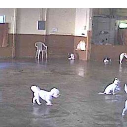 Webcam photo of Teo at Klub K9 today Webcam photo of Teo at Klub K9 today