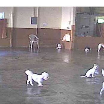 Klub K9 Play Center - Webcam photo of Teo at Klub K9 today - Pet Sitting Near Me - Sunnyvale, California Klub K9 Play Center - Webcam photo of Teo at Klub K9 today - Pet Sitting Near Me - Sunnyvale, California