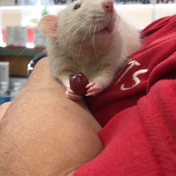 Kahoots Pet Store - They love grapes! - Pet Stores Near Me - Huntington Beach, California Kahoots Pet Store - They love grapes! - Pet Stores Near Me - Huntington Beach, California