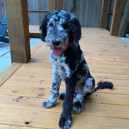 Our new pup! Our new pup!