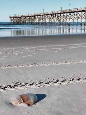 Oak Island Pier by null