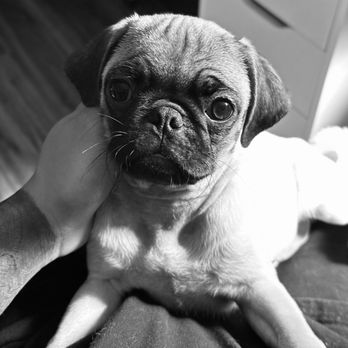 Jenns Tail Wagging Pet Care - Pet Sitting Near Me Jenns Tail Wagging Pet Care - Pet Sitting Near Me