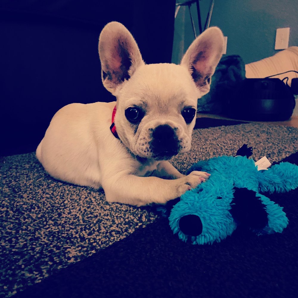 NorthCalFrenchies - Male Cream Frenchie - Pet Breeders Near Me NorthCalFrenchies - Male Cream Frenchie - Pet Breeders Near Me