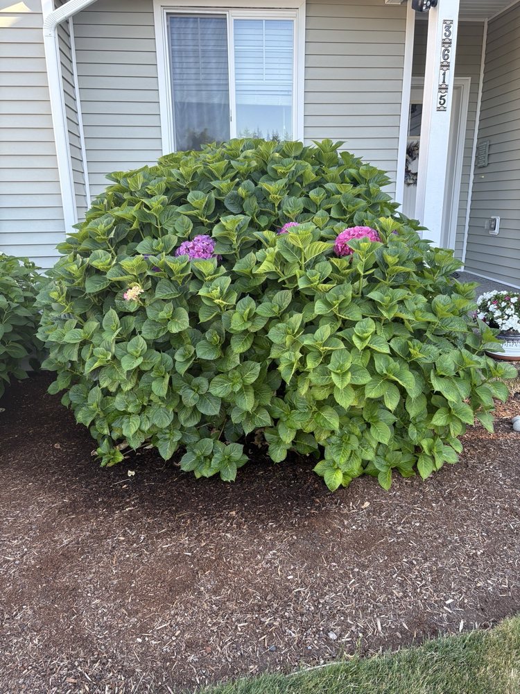 Nasim Landscape - tree service in Tacoma, WA