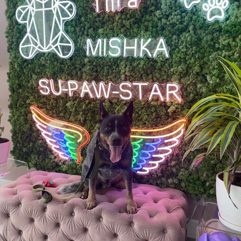 Mishka - Pet Stores Near Me - San Francisco, California