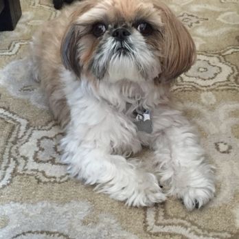Echo Vet Cardio - Wendell - Veterinarians Near Me - Tustin, California