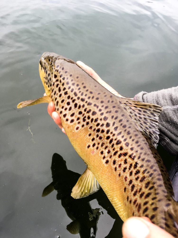 IKE’S OZARK FLY FISHING Updated Jun 2024 West Plains, Missouri Fishing Phone Number Yelp