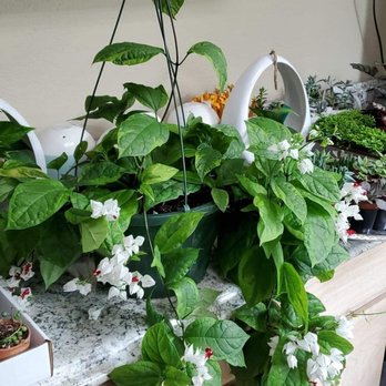 Nursery on Wheels - Nurseries & Gardening Near Me - Orlando, Florida Nursery on Wheels - Nurseries & Gardening Near Me - Orlando, Florida