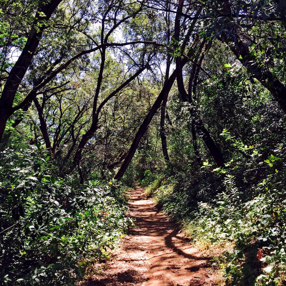 Natural Bridges Hiking Trail - The trail - Hiking Near Me - Vallecito, California Natural Bridges Hiking Trail - The trail - Hiking Near Me - Vallecito, California