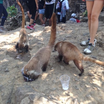 Cerro del Tepozteco - Coatimundi - Parks Near Me