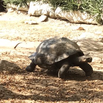 Cameron Park Zoo - Super huge turtle! - Zoos Near Me - Waco, Texas Cameron Park Zoo - Super huge turtle! - Zoos Near Me - Waco, Texas