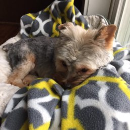 Our Yorkie Domo, just after his cut at Shaggy Dog. Check out how smooth his cut is! Our Yorkie Domo, just after his cut at Shaggy Dog. Check out how smooth his cut is!