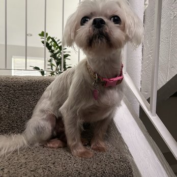Cuts N Cuddles - Pet Groomers Near Me - Simi Valley, California