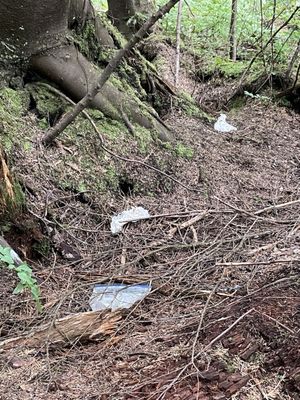 Franklin Falls Trailhead by null