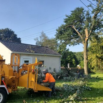 William's Tree Service - Tree Services Near Me - Bensalem, Pennsylvania