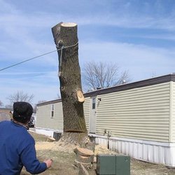 Planetary Tree Service - untitled