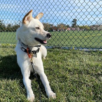 Disciplined K9 - practicing down stays - Pet Training Near Me Disciplined K9 - practicing down stays - Pet Training Near Me