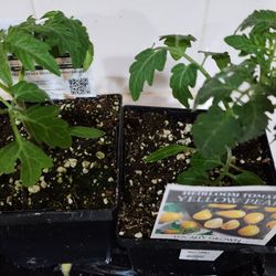 Grocery Outlet - Got these babies for only $2.49 ea