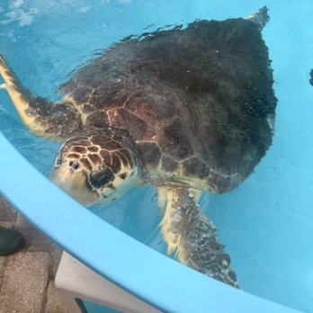 Loggerhead Marinelife Center - Community Service/Non-Profit Near Me - Juno Beach, Florida Loggerhead Marinelife Center - Community Service/Non-Profit Near Me - Juno Beach, Florida