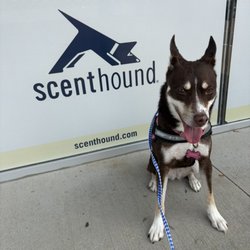 Scenthound Euless - My pretty baby princess Rowan