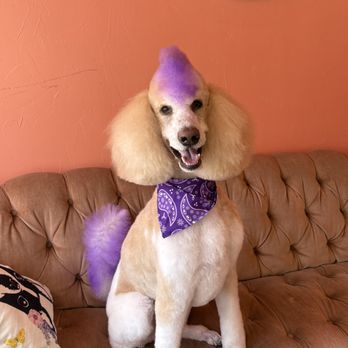 Dolled Up Dogs - Pet Groomers Near Me - Seattle, Washington Dolled Up Dogs - Pet Groomers Near Me - Seattle, Washington