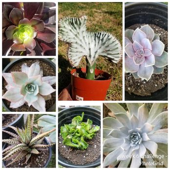 Ricardo's Nursery - Nurseries & Gardening Near Me - Long Beach, California Ricardo's Nursery - Nurseries & Gardening Near Me - Long Beach, California