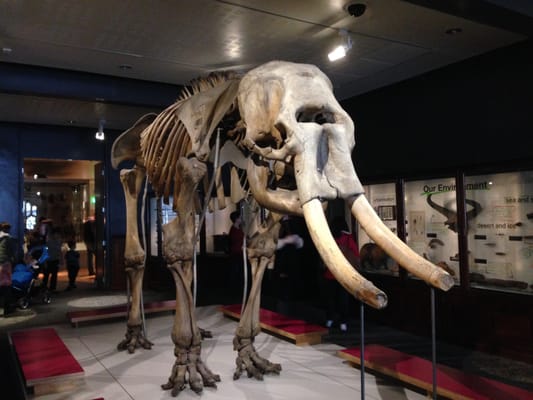 Manchester Museum by null