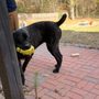 Photo of Dog Training Diva