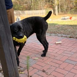 Dog Training Diva - Onyx