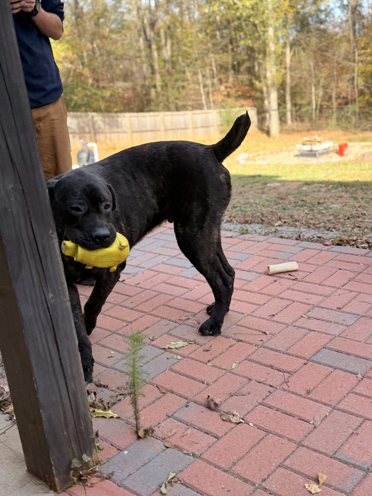 Dog Training Diva - pet boarding facility in Bogart, GA
