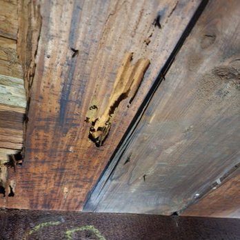Smith Family Exterminating - Subterranean termite damage - Pest Control Near Me Smith Family Exterminating - Subterranean termite damage - Pest Control Near Me