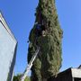 Fidel's Tree Experts
