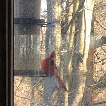 Hemlock farm christmas trees - Male cardinal - Christmas Trees Near Me - Edgewater, Maryland Hemlock farm christmas trees - Male cardinal - Christmas Trees Near Me - Edgewater, Maryland