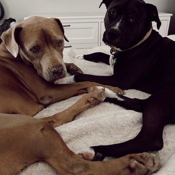 Heaven Sent K-9 Dog Training - Zoey (left) Patton (right) - Pet Training Near Me Heaven Sent K-9 Dog Training - Zoey (left) Patton (right) - Pet Training Near Me
